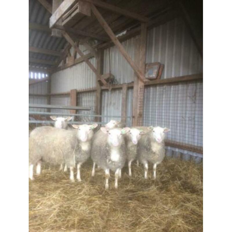 Flevolander schapen te koop