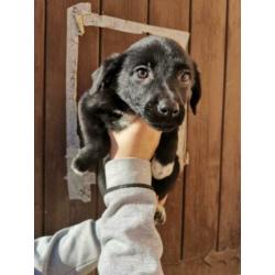 Pups 2 teefjes en 2 reutjes 3 maanden