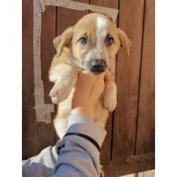 Pups 2 teefjes en 2 reutjes 3 maanden
