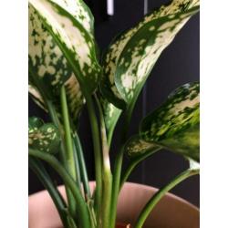 Aglaonema Snow White