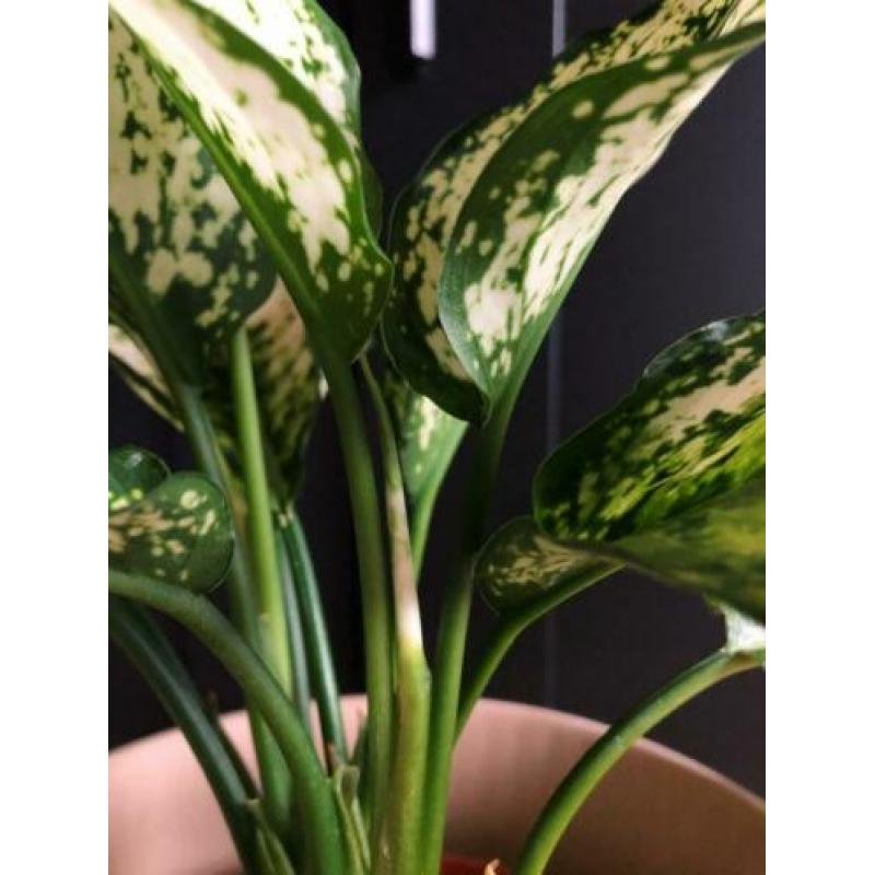 Aglaonema Snow White