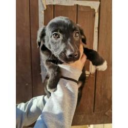 Pups 2 teefjes en 2 reutjes 3 maanden