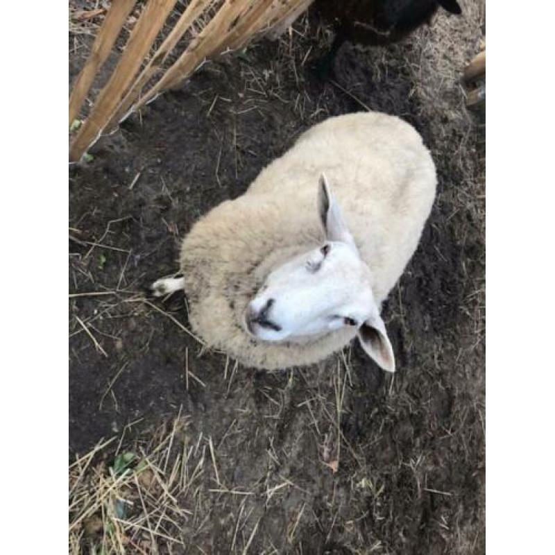 2 ooien, 1 en 2 jaar oud, niet drachtig.
