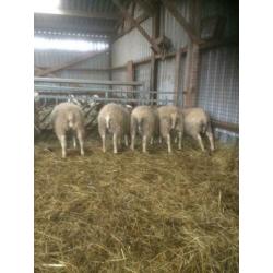 Flevolander schapen te koop