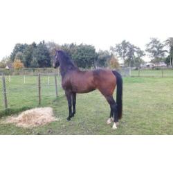 Merrie 4jr Geniaal x Painted Black 1.65