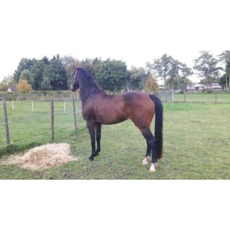Merrie 4jr Geniaal x Painted Black 1.65