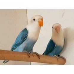 opaline fischeri jonge blauwe