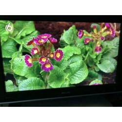 Philips lcd tv