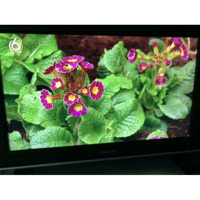 Philips lcd tv