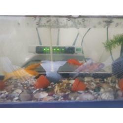 Goudvissen te Koop € 2,50 p/s