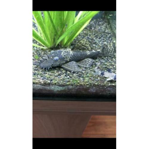 Zuigvis Ancistrus