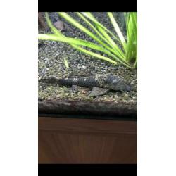 Zuigvis Ancistrus