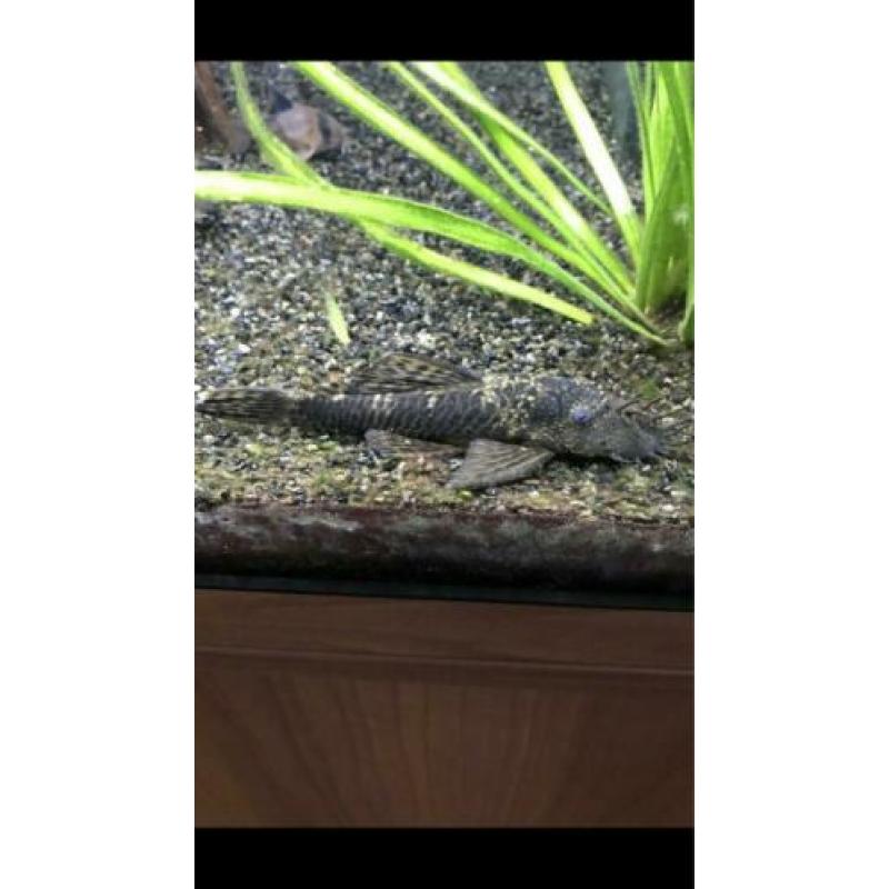 Zuigvis Ancistrus