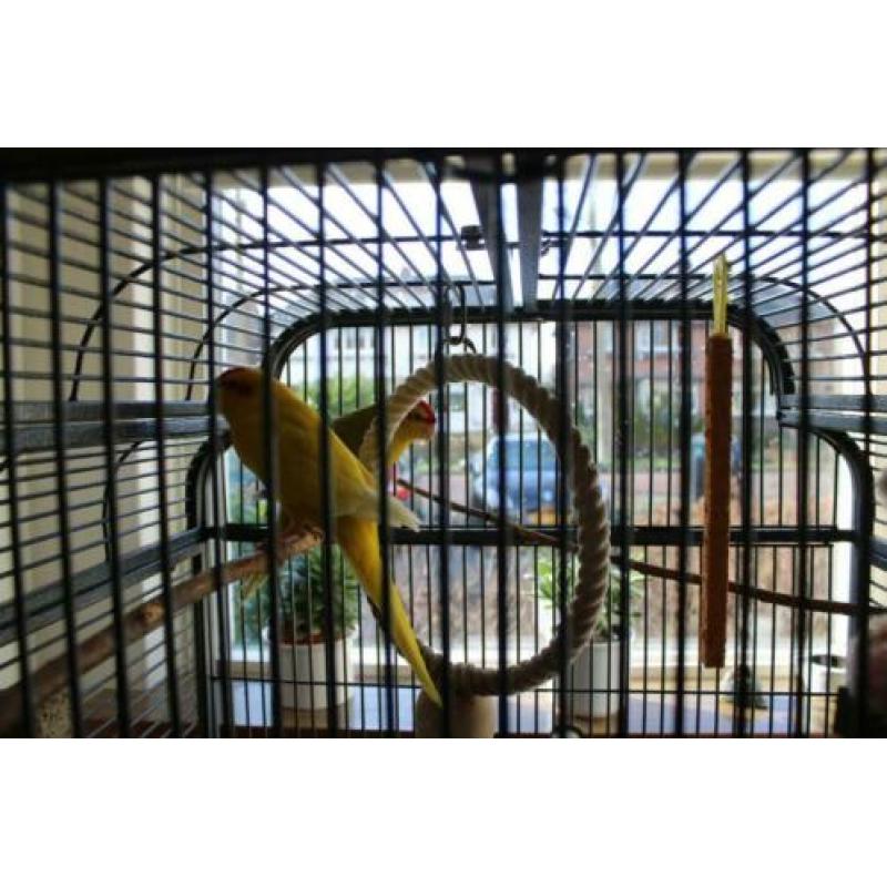 kakariki's
