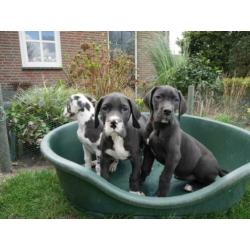 Prachtige Duitse Dog pups te koop