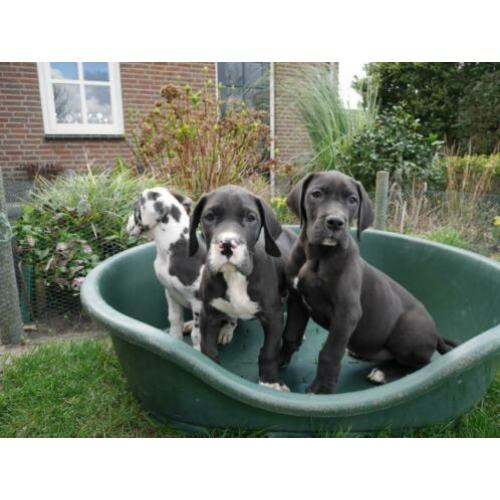Prachtige Duitse Dog pups te koop