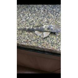 Zuigvis Ancistrus