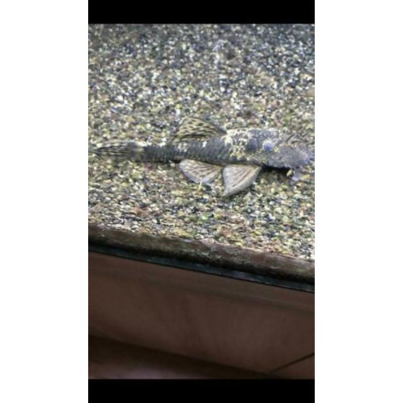 Zuigvis Ancistrus