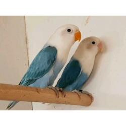 opaline fischeri jonge blauwe