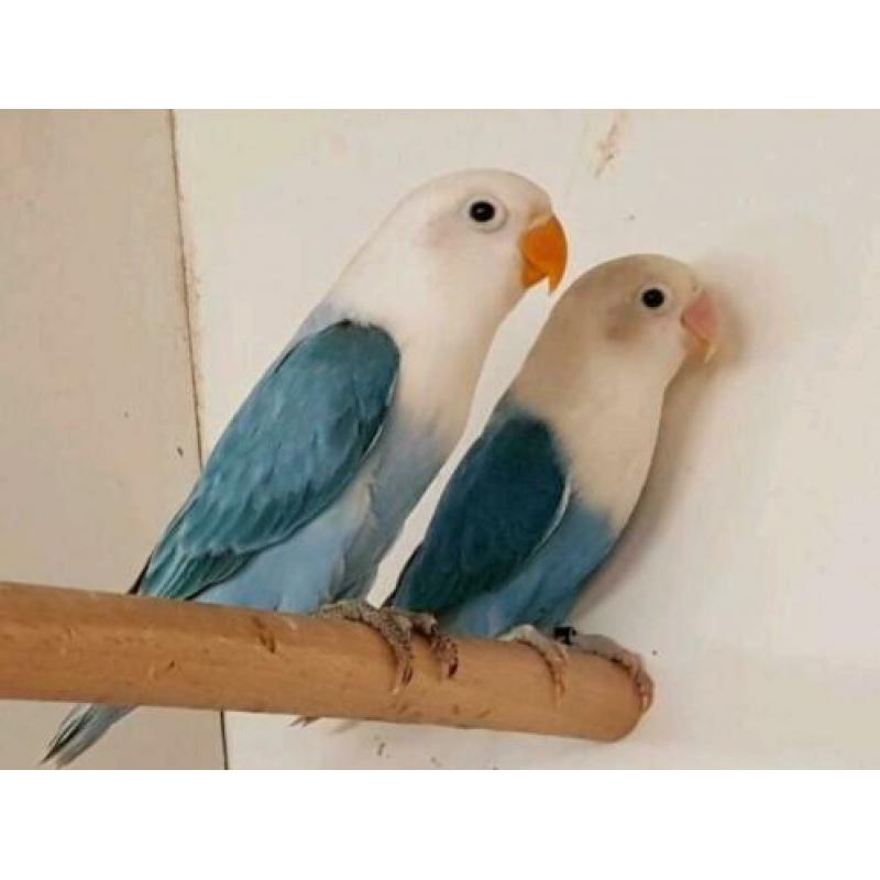 opaline fischeri jonge blauwe