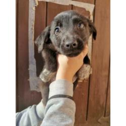 Pups 2 teefjes en 2 reutjes 3 maanden