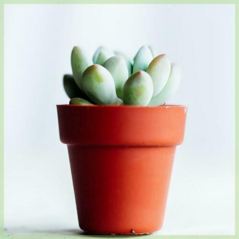 Kamerplanten - Mini vetplantjes