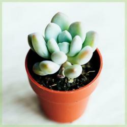 Kamerplanten - Mini vetplantjes