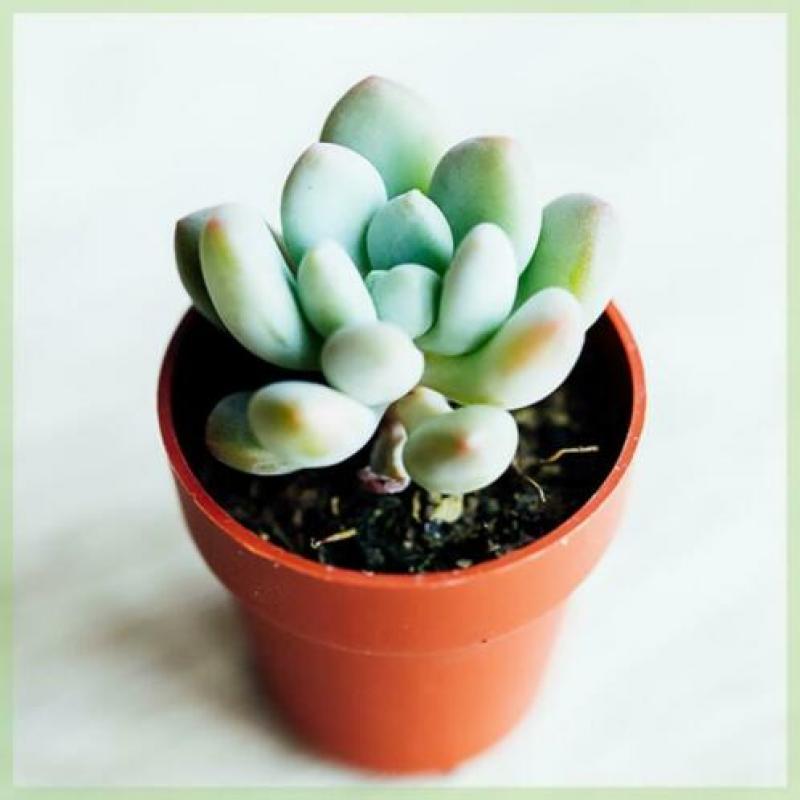 Kamerplanten - Mini vetplantjes