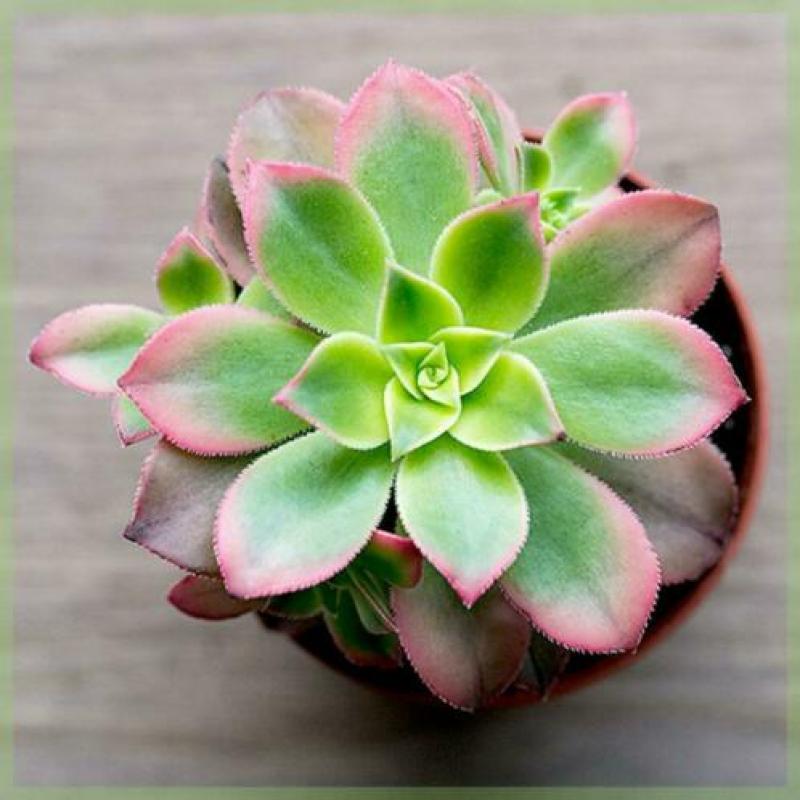 Kamerplanten - Mini vetplantjes