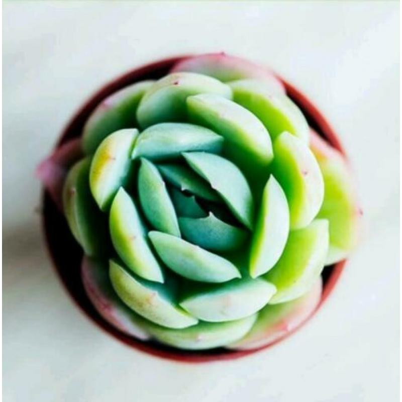 Kamerplanten - Mini vetplantjes
