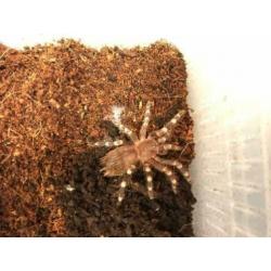 Acanthoscurria Geniculata, Braziliaanse Witknie Vogelspin S