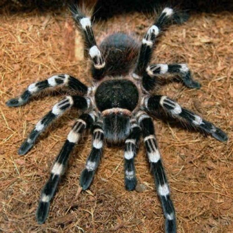 Acanthoscurria Geniculata, Braziliaanse Witknie Vogelspin S