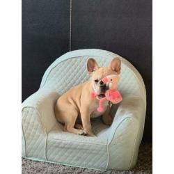 Franse Bulldog pup ( reu ) bijzonders mooi en lief
