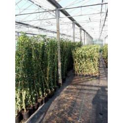 Hedera klimop direct van kweker