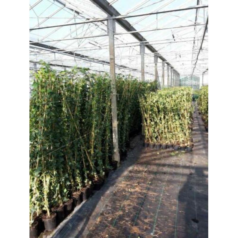 Hedera klimop direct van kweker