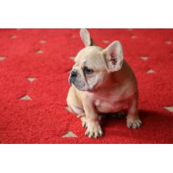 Franse Bulldog pup ( reu ) bijzonders mooi en lief