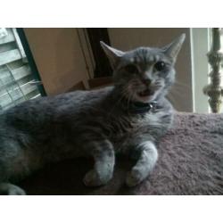 3 jarige poes. Halve main coon, zilverkleurig.