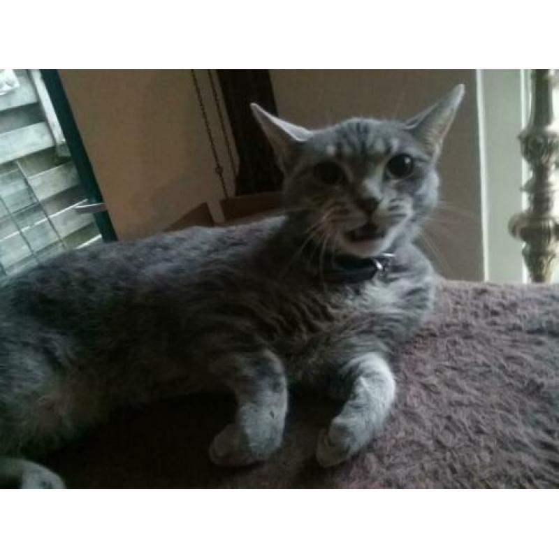 3 jarige poes. Halve main coon, zilverkleurig.