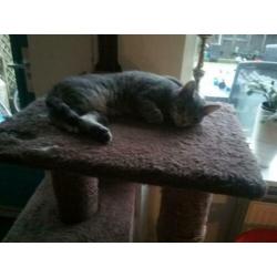 3 jarige poes. Halve main coon, zilverkleurig.
