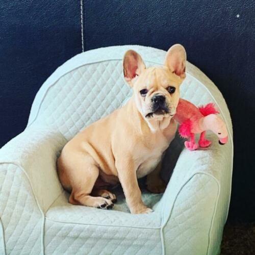 Franse Bulldog pup ( reu ) bijzonders mooi en lief