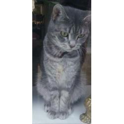3 jarige poes. Halve main coon, zilverkleurig.