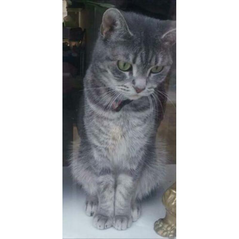 3 jarige poes. Halve main coon, zilverkleurig.