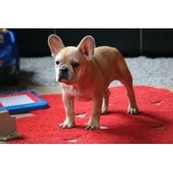 Franse Bulldog pup ( reu ) bijzonders mooi en lief