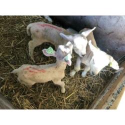 Potlammeren Fleslammeren Potlam lammetjes lammeren