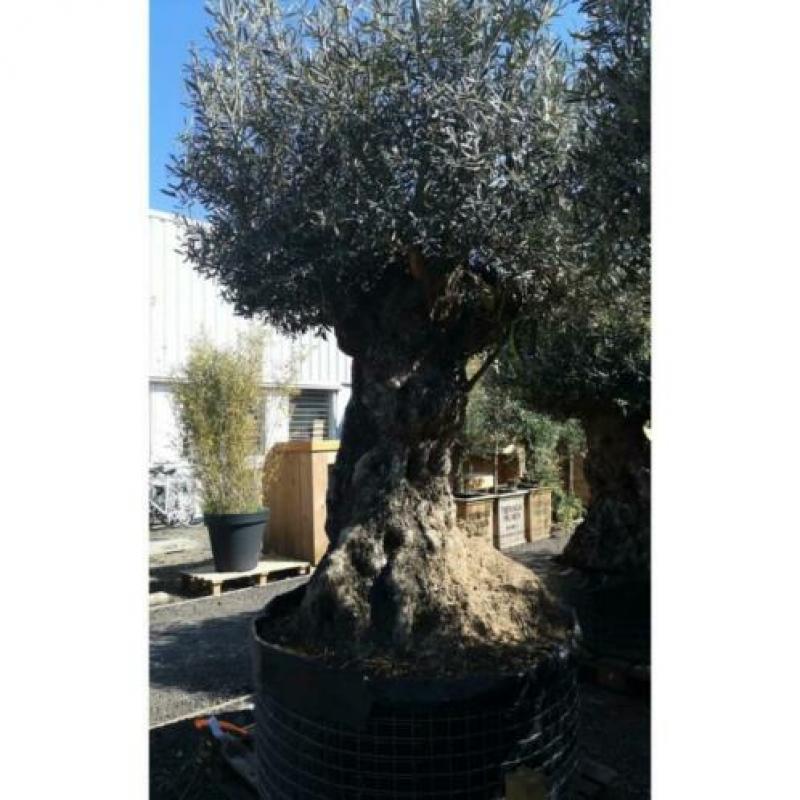 Olea Europea - Olijfboom - Alle Soorten 270-300cm art13381
