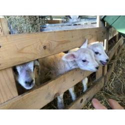 Potlammeren Fleslammeren Potlam lammetjes lammeren