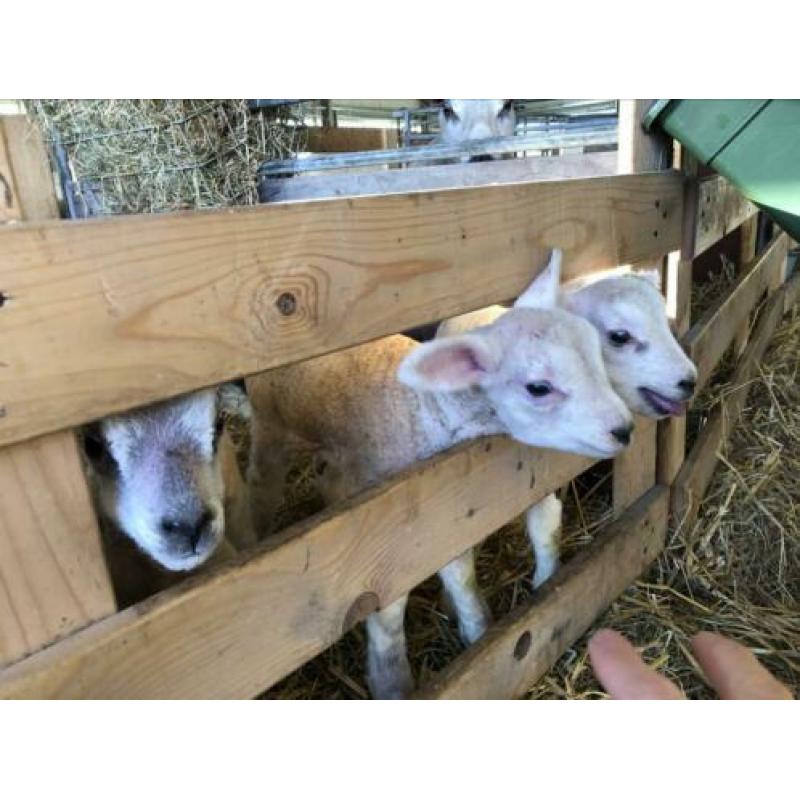 Potlammeren Fleslammeren Potlam lammetjes lammeren
