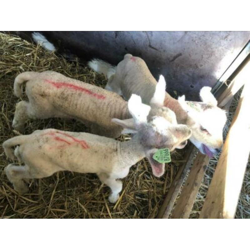 Potlammeren Fleslammeren Potlam lammetjes lammeren