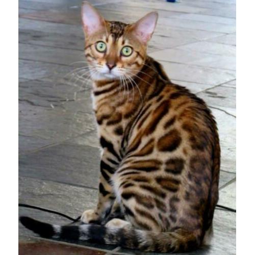 Lieve Bengaal dekkater (niet te koop)