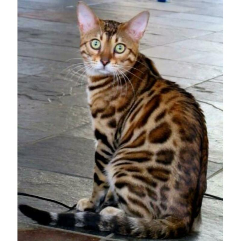 Lieve Bengaal dekkater (niet te koop)